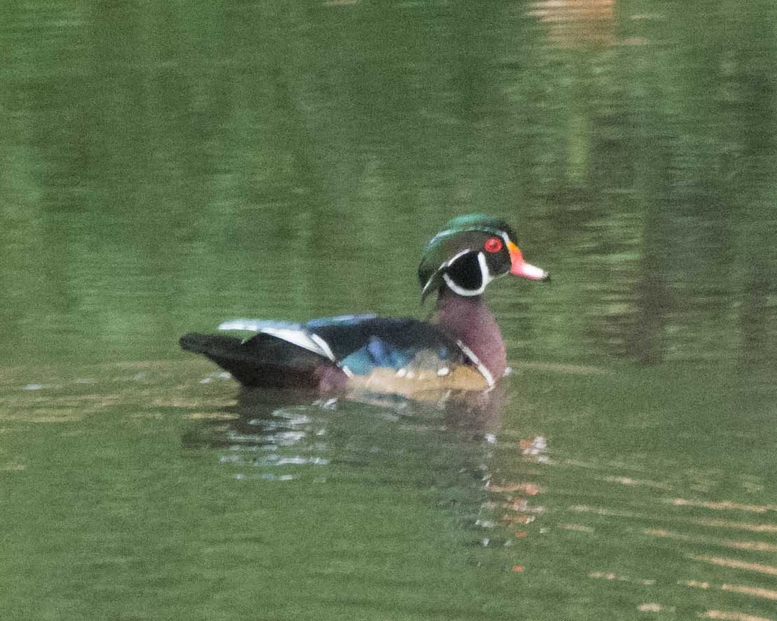 Wood Duck - ML642032837