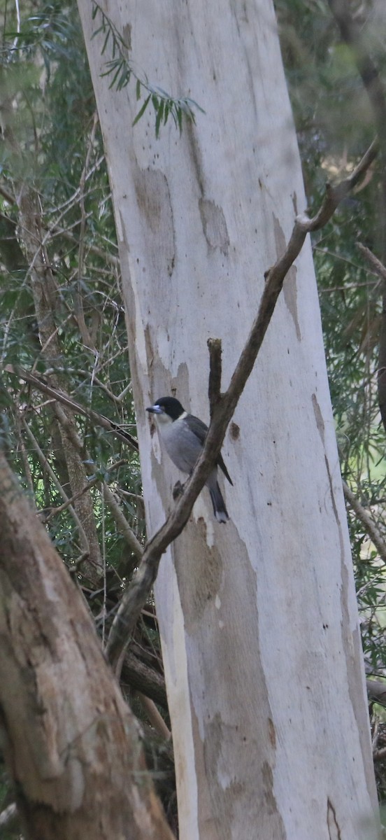 Gray Butcherbird - ML642032838