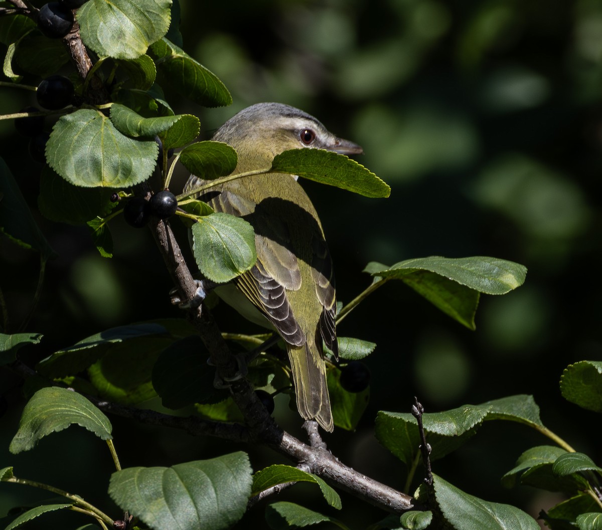 Red-eyed Vireo - ML642032839
