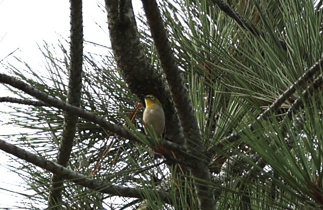 Swinhoe's White-eye - ML642032840