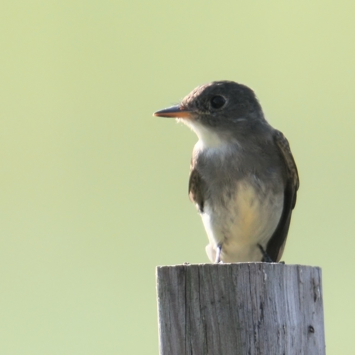 Eastern Wood-Pewee - ML642032841