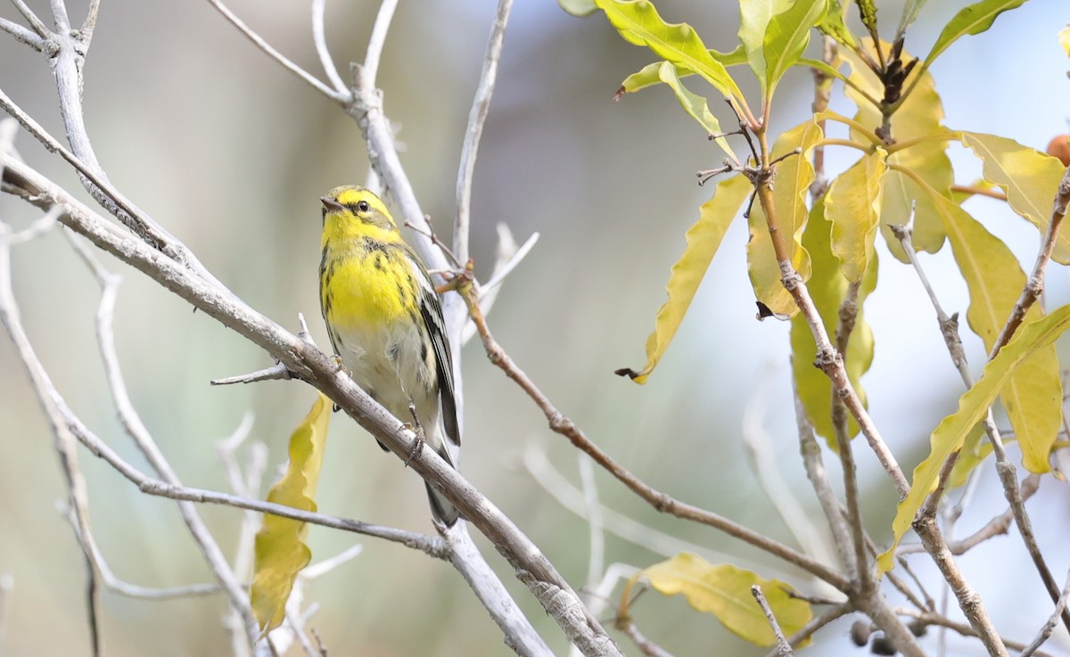 Townsend's Warbler - ML642032842