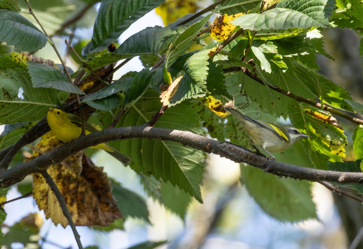 Golden-winged Warbler - ML642032843