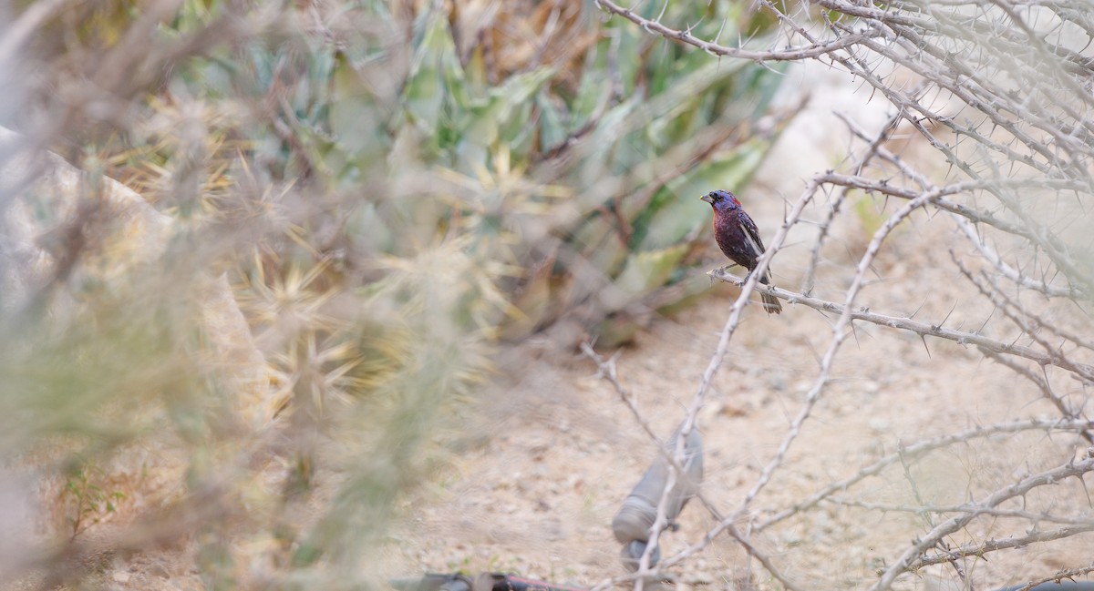 Varied Bunting - ML642032850