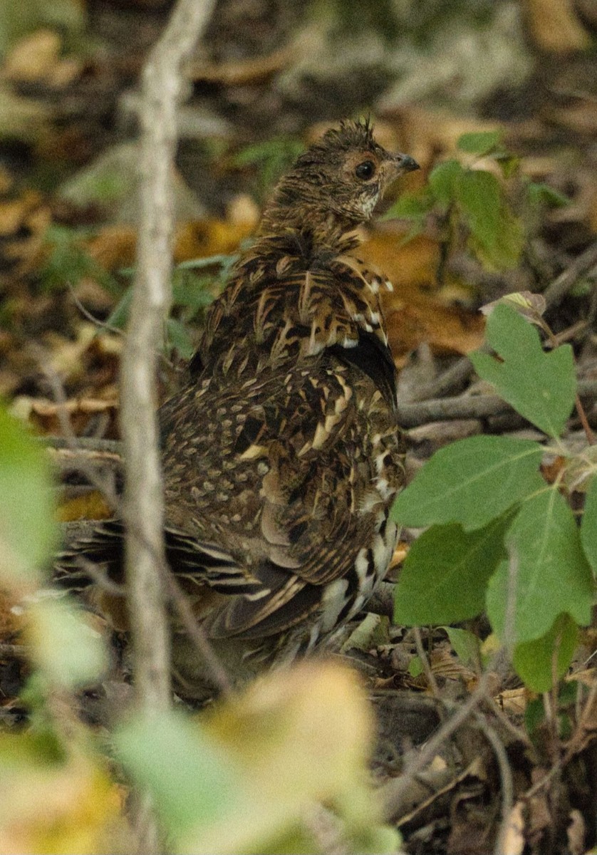 jeřábek kanadský - ML642032860