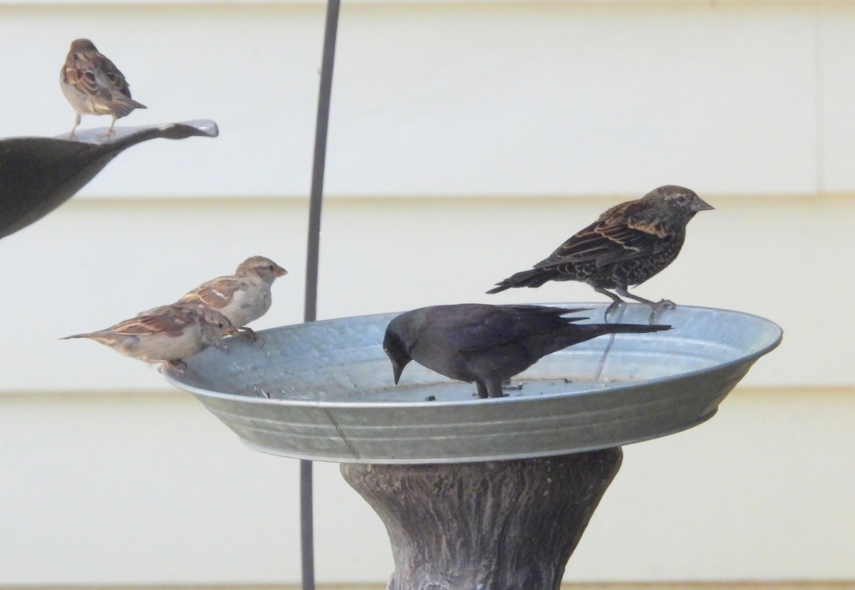 Red-winged Blackbird - ML642032865