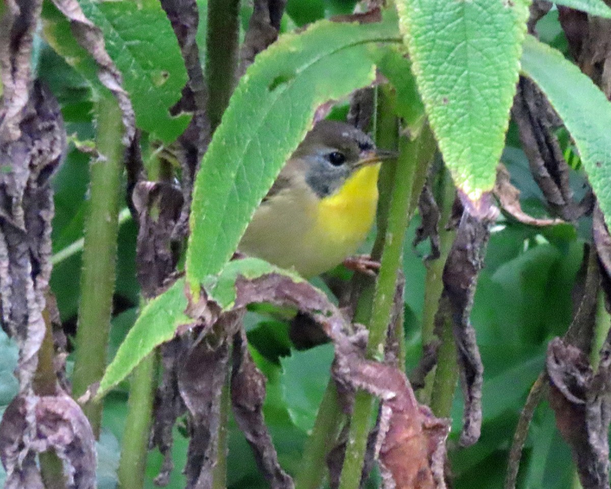 Common Yellowthroat - ML642032873