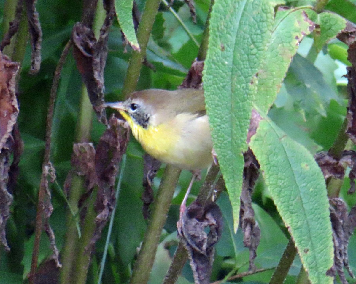 Common Yellowthroat - ML642032874