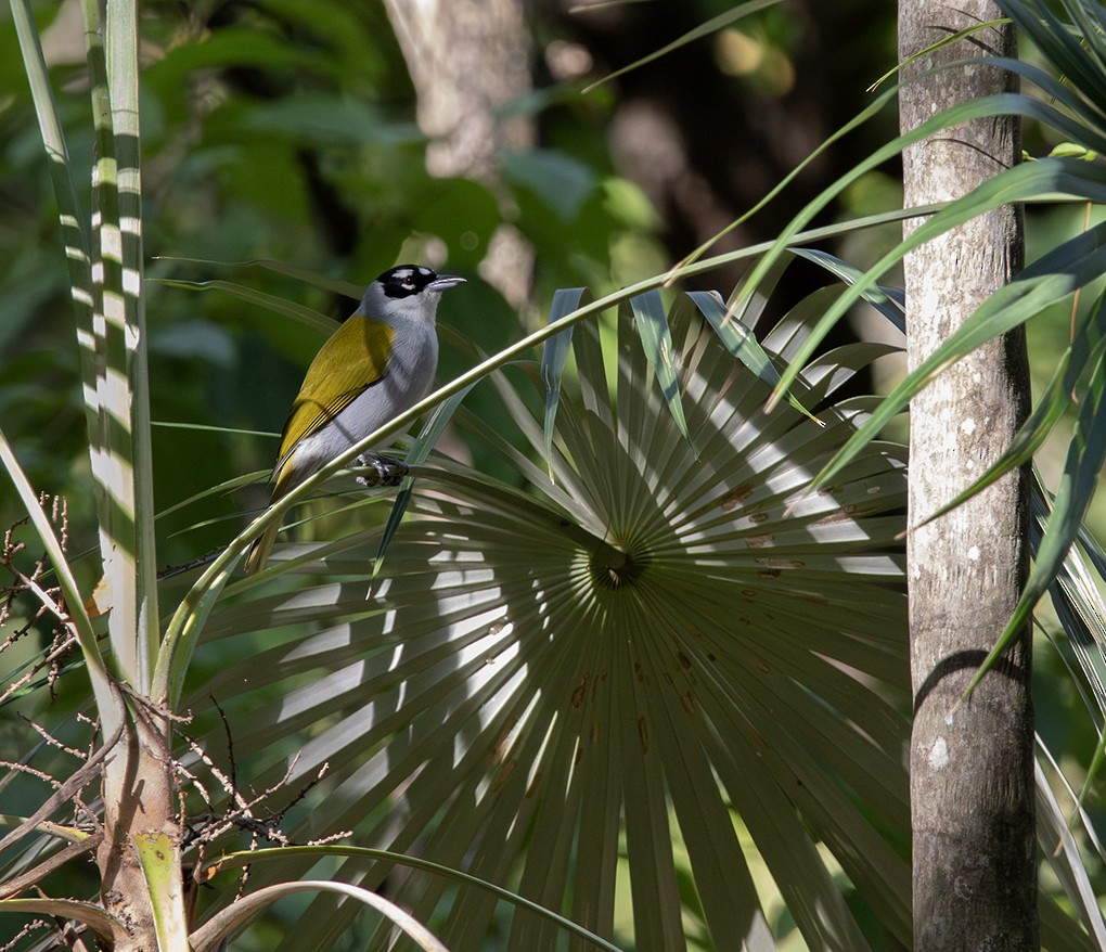 Black-crowned Palm-Tanager - ML642032876