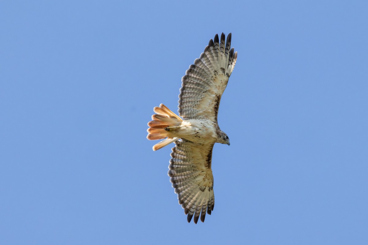 Red-tailed Hawk - ML642032887