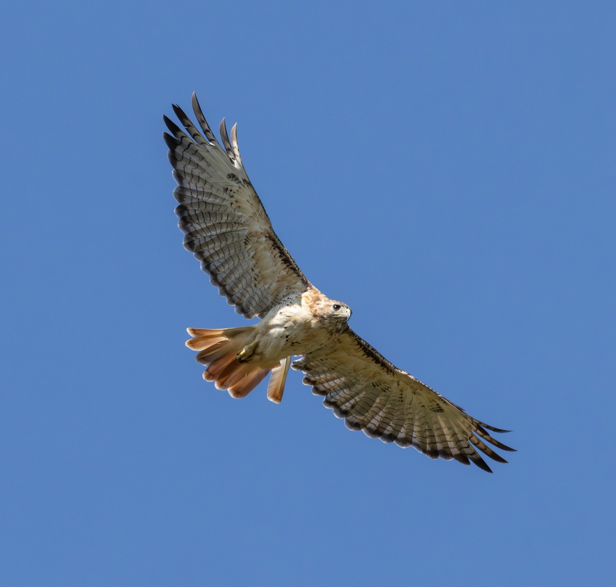 Red-tailed Hawk - ML642032888