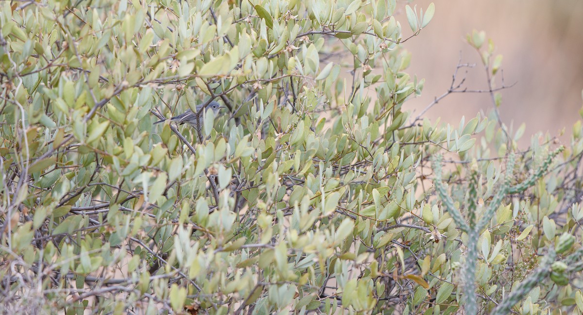 Perlita Grisilla (grupo obscura) - ML642032890