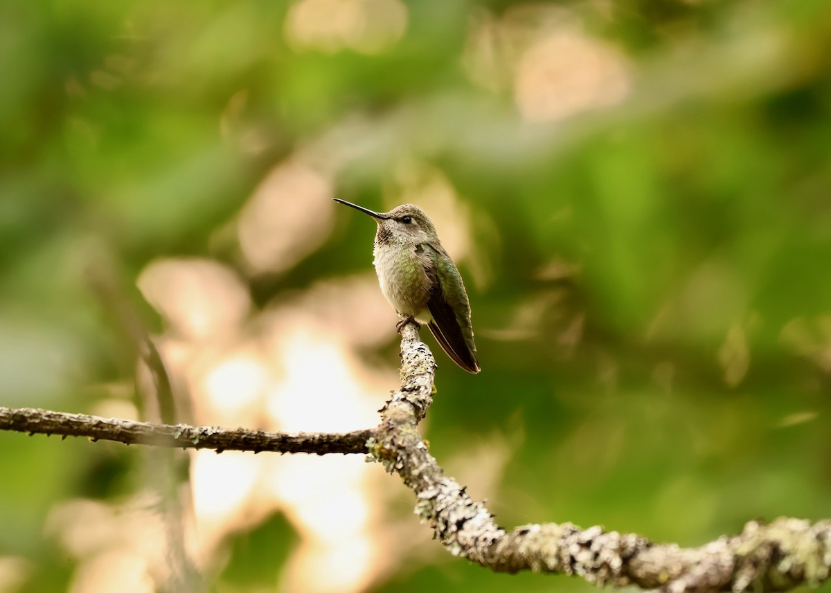 Anna's Hummingbird - ML642032907