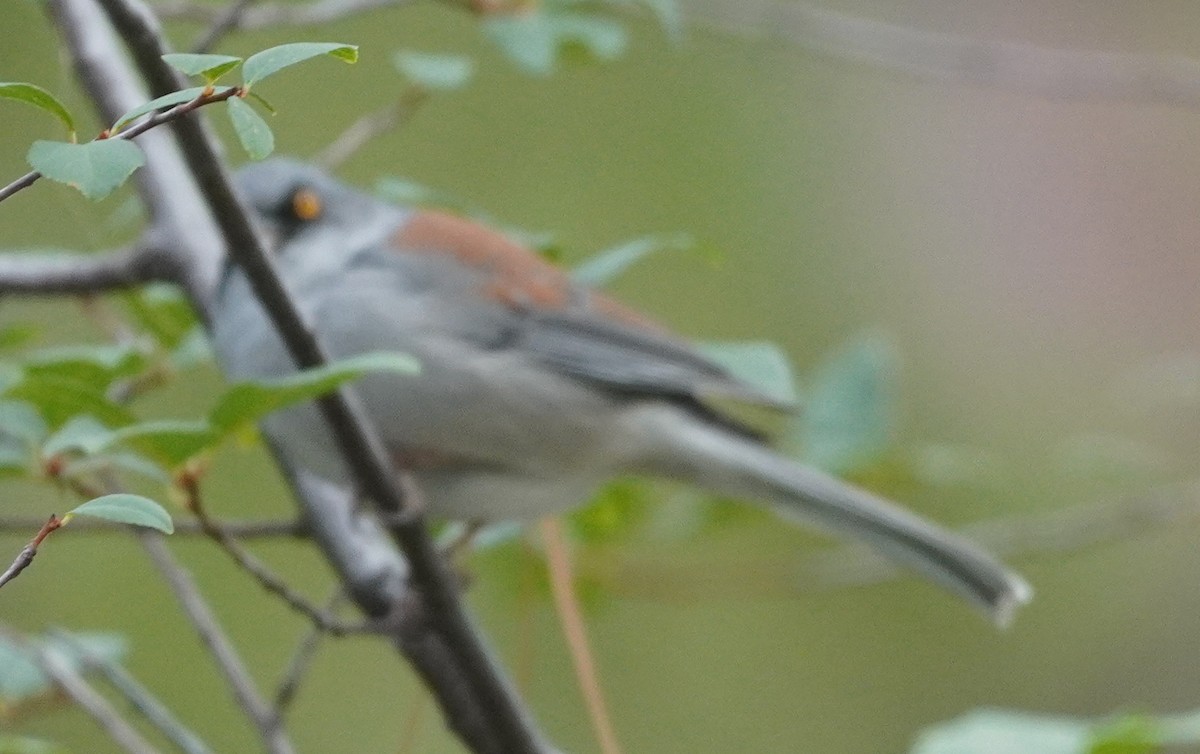 Yellow-eyed Junco - ML642032931