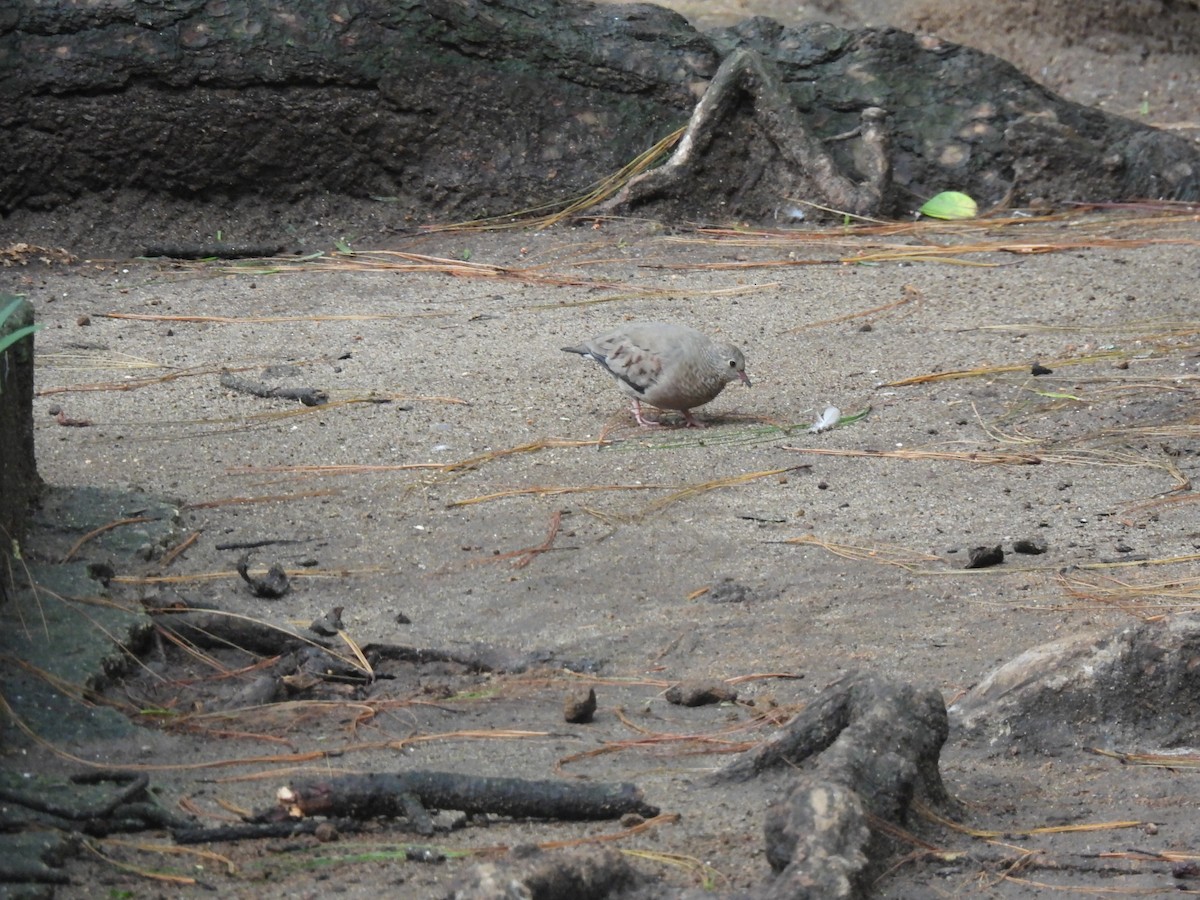 Common Ground Dove - ML642032934