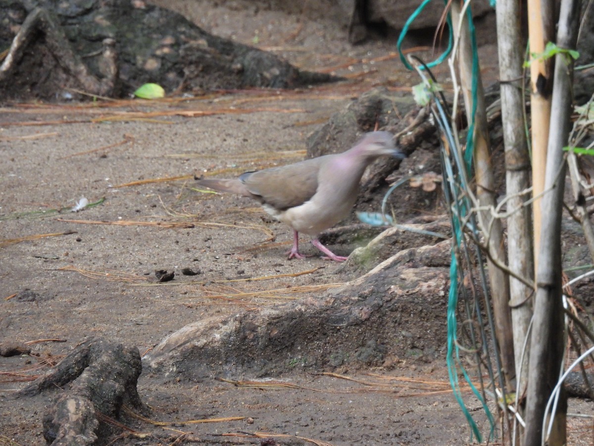 White-tipped Dove - ML642032938