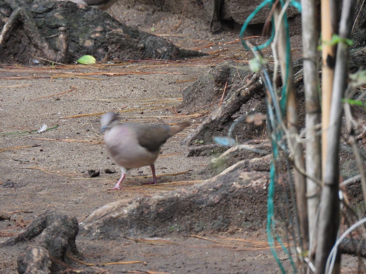 White-tipped Dove - ML642032939