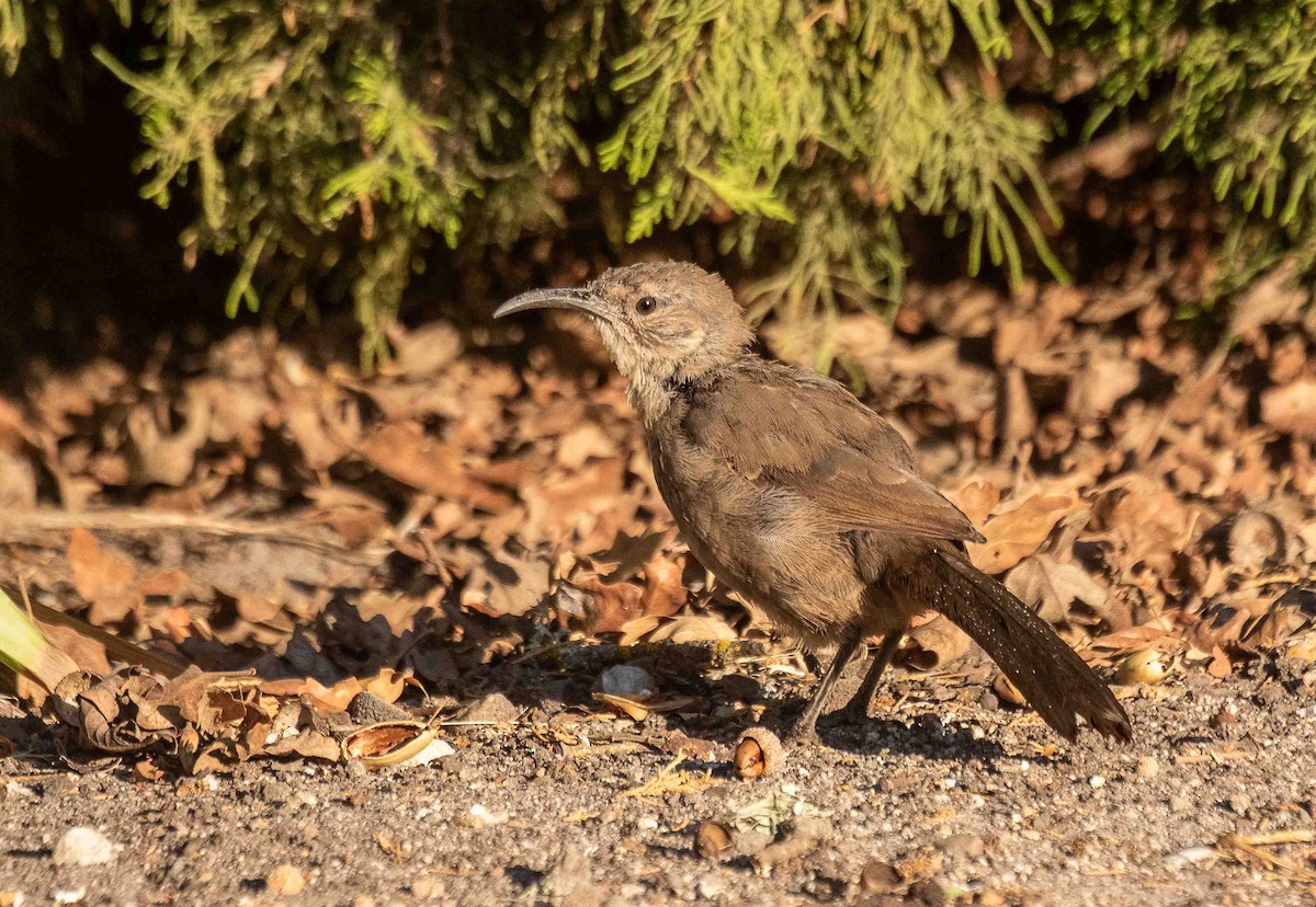 California Thrasher - ML642032940