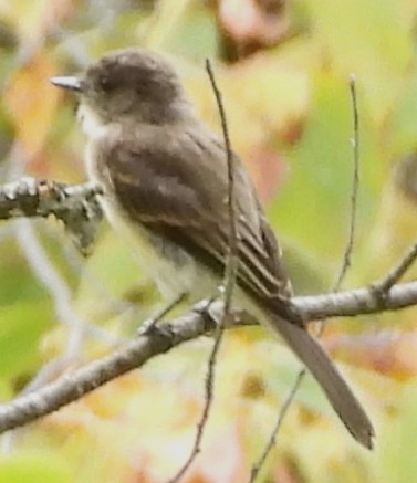 Eastern Phoebe - ML642032945