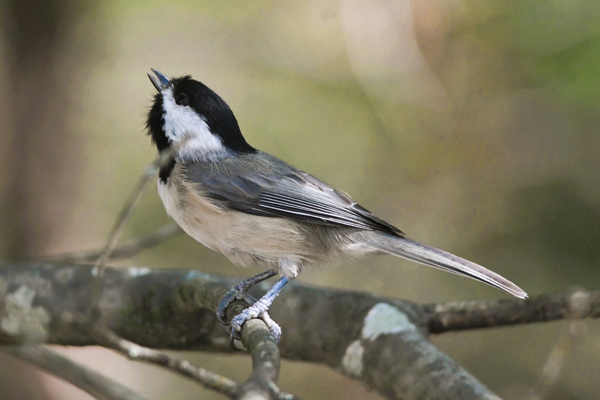 Carolina Chickadee - ML642032954