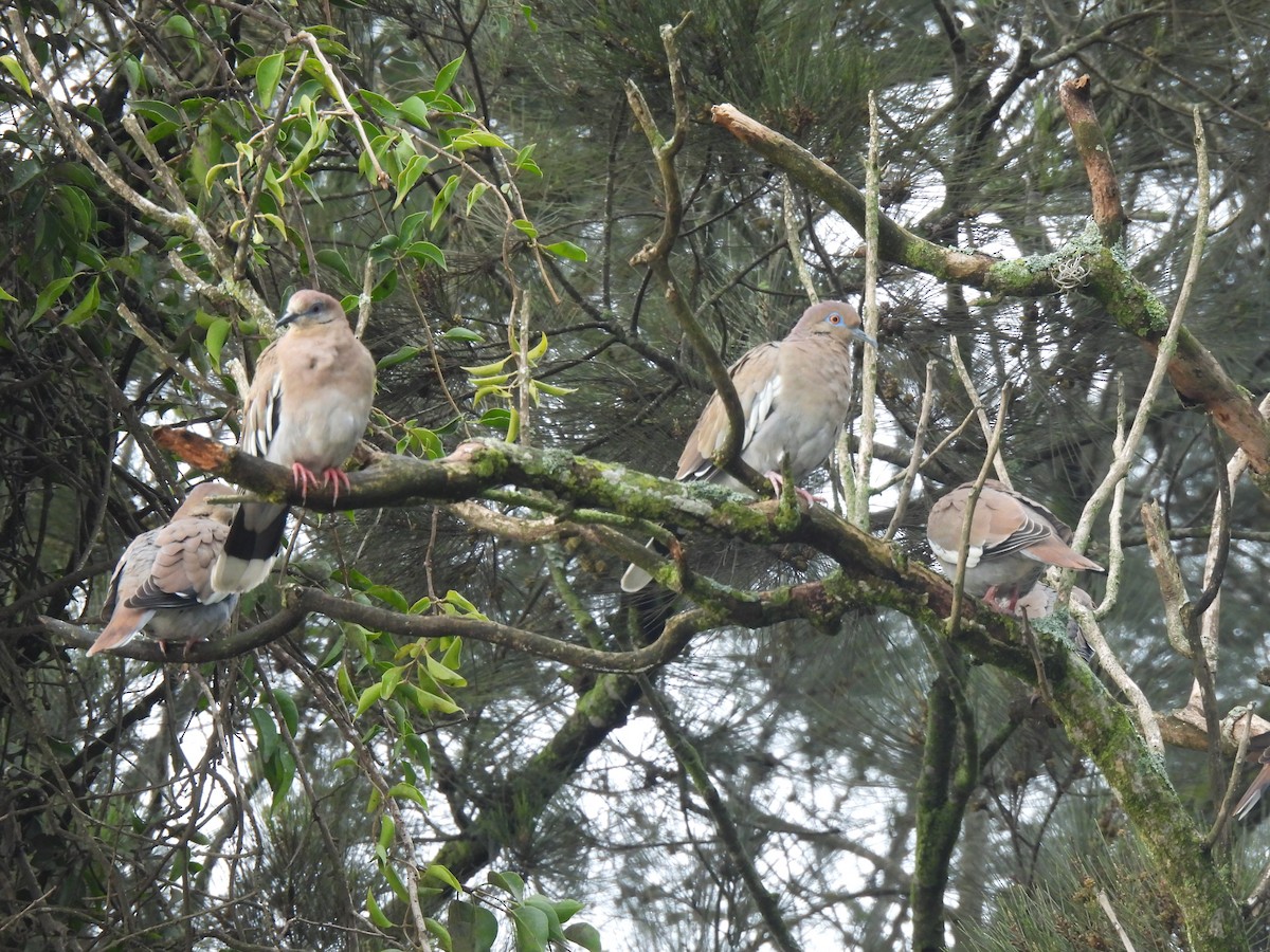 White-winged Dove - ML642032956
