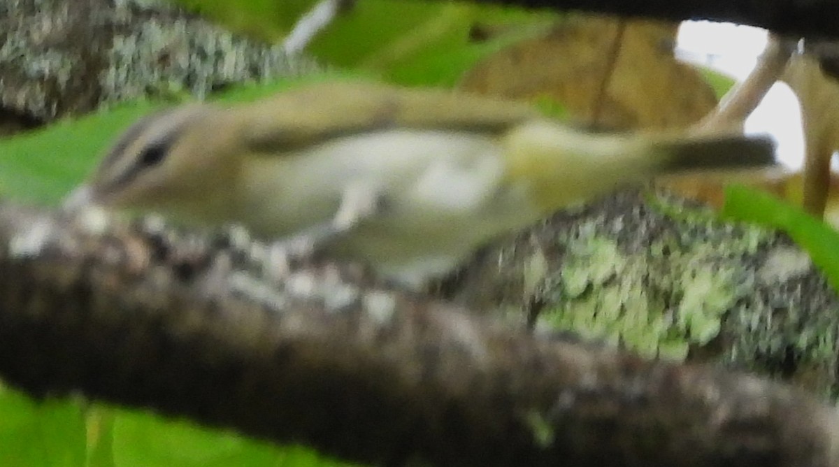 Vireo begigorria - ML642032957