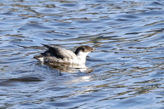 Ancient Murrelet - ML642032959