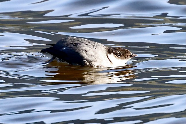 Ancient Murrelet - ML642032963