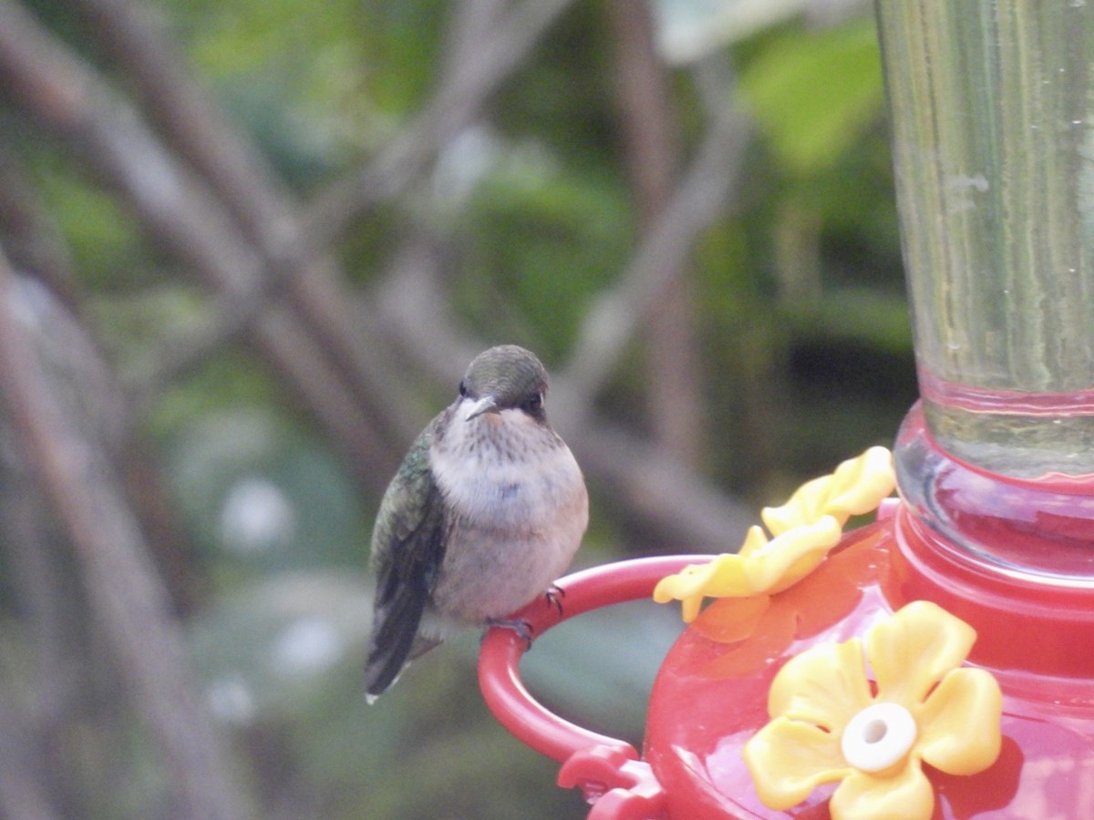 Ruby-throated Hummingbird - ML642032965