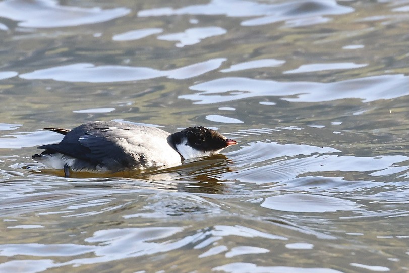 Ancient Murrelet - ML642032968