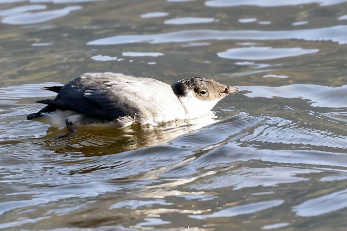 Ancient Murrelet - ML642032971
