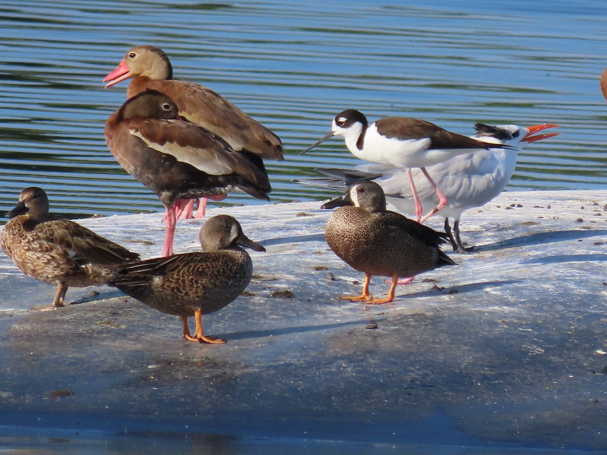 Blue-winged Teal - ML642032984
