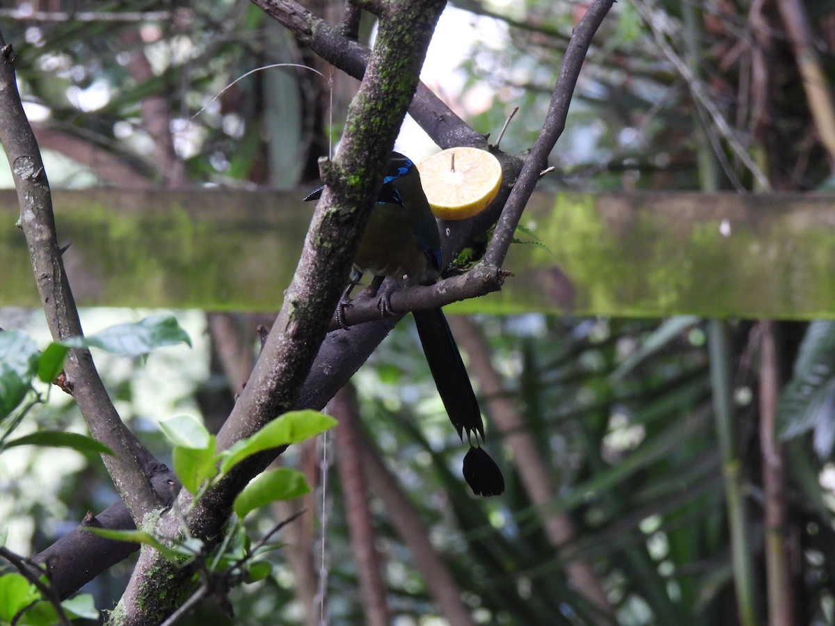 Lesson's Motmot - ML642032985
