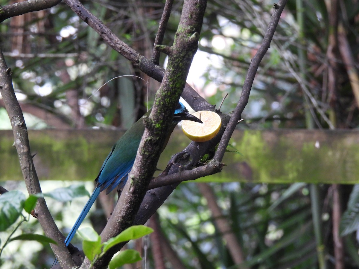 Lesson's Motmot - ML642032986
