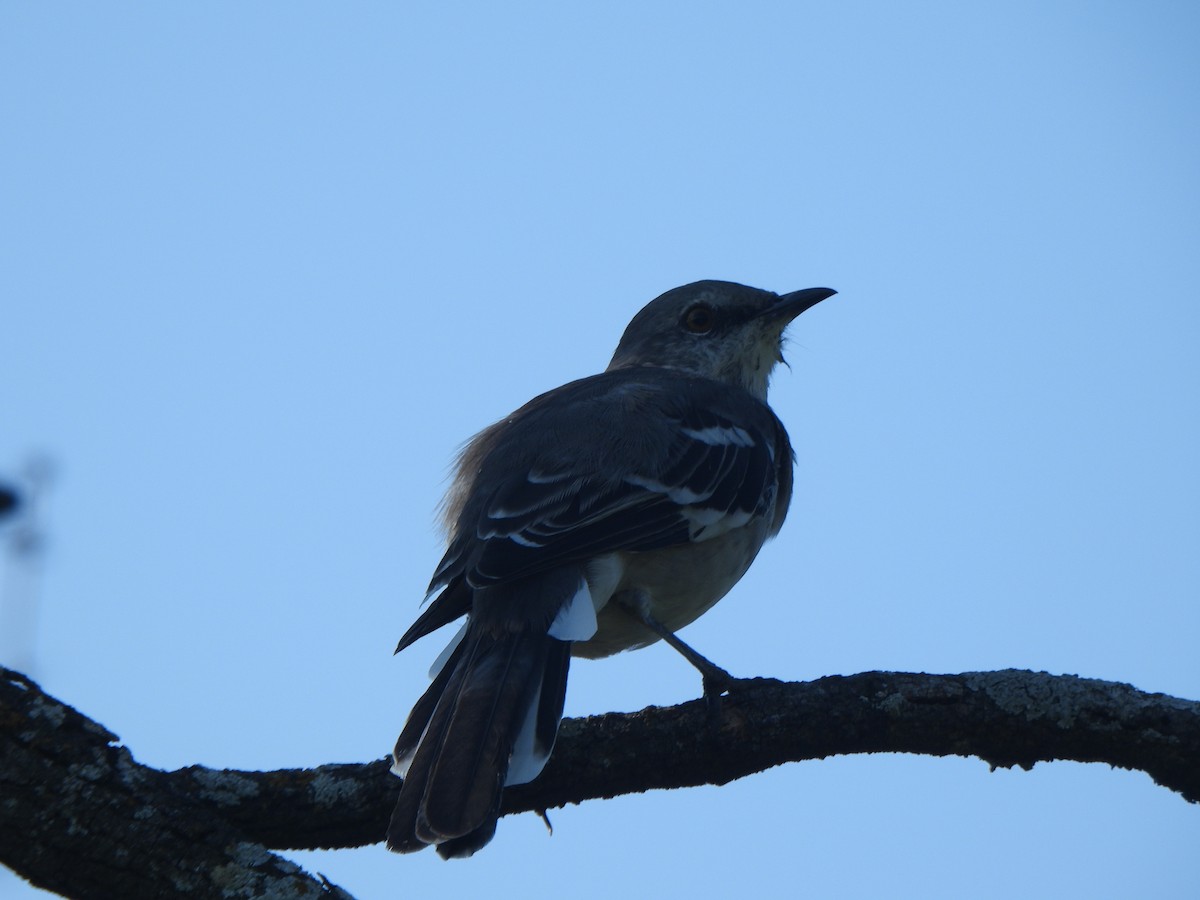 Northern Mockingbird - ML642032988