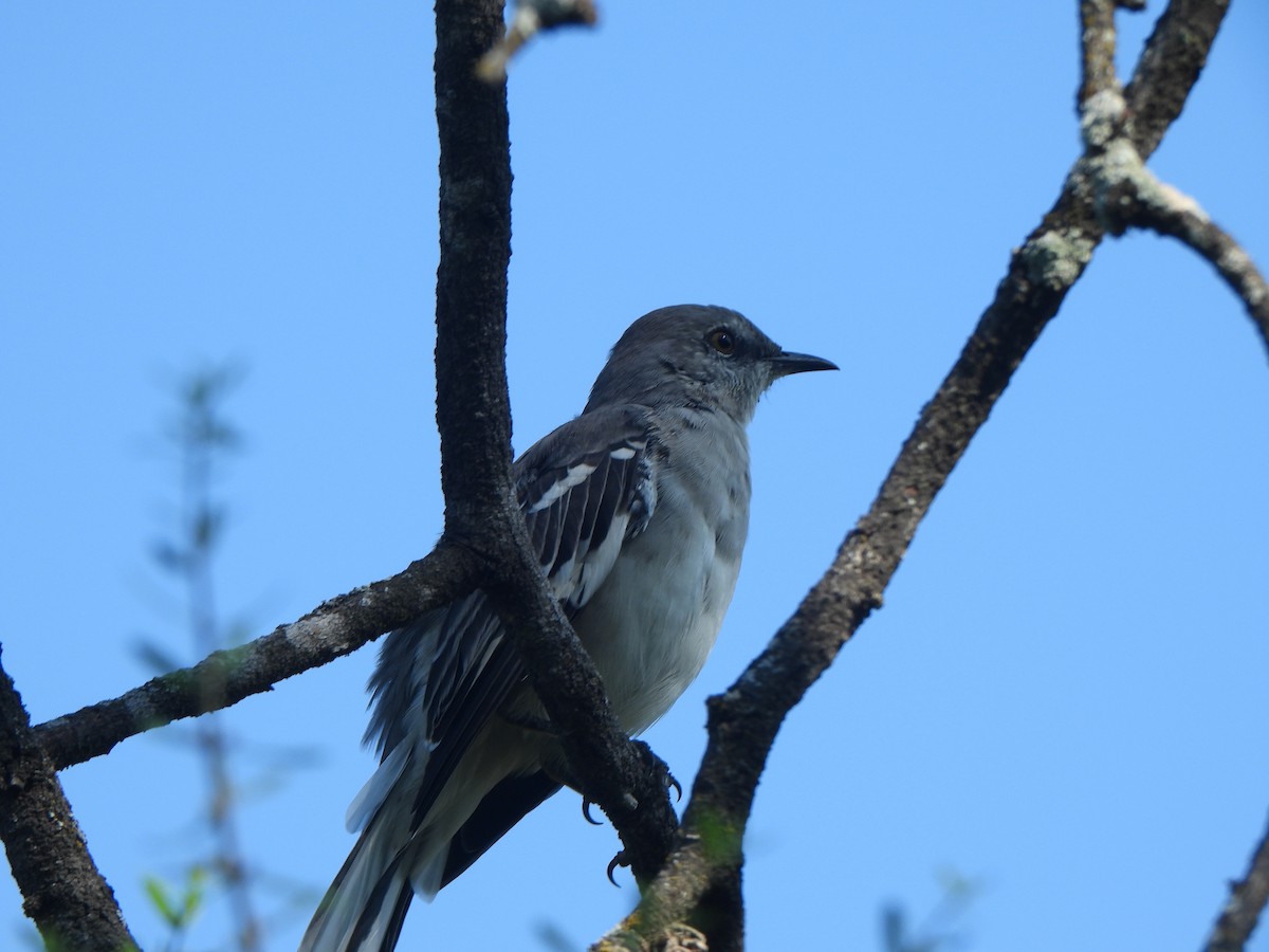 Northern Mockingbird - ML642032989