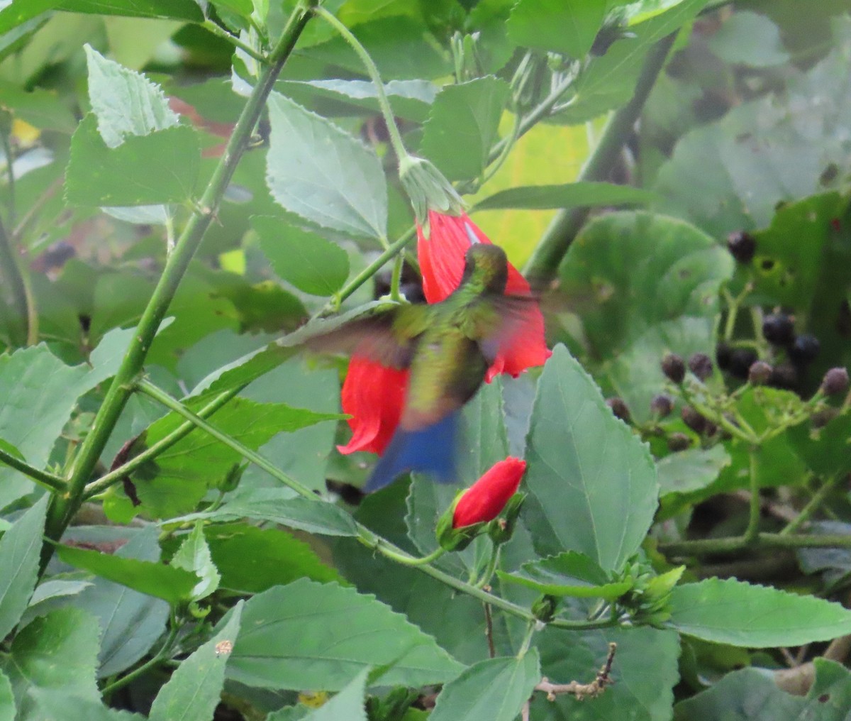 Copper-rumped Hummingbird - ML642032993