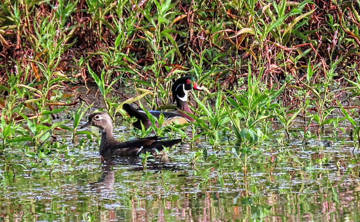 Wood Duck - ML642032998