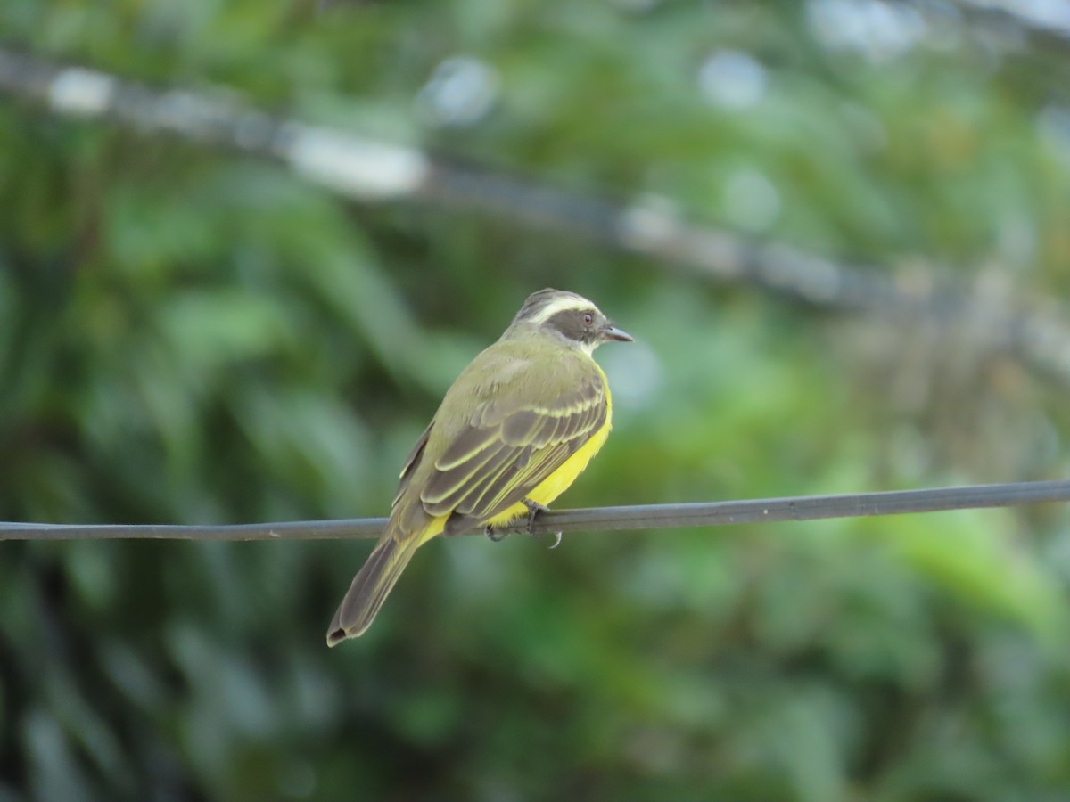 Social Flycatcher - ML642033017
