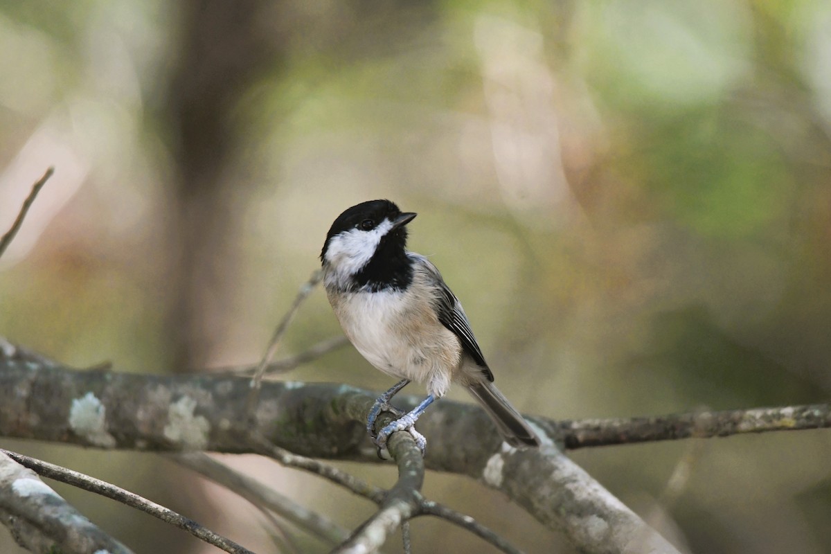 Carolina Chickadee - ML642033018