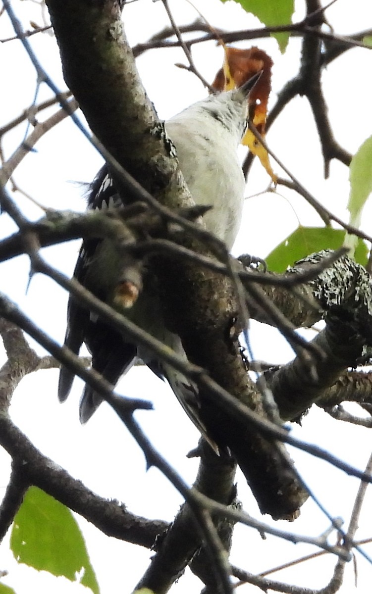Vireo begigorria - ML642033035