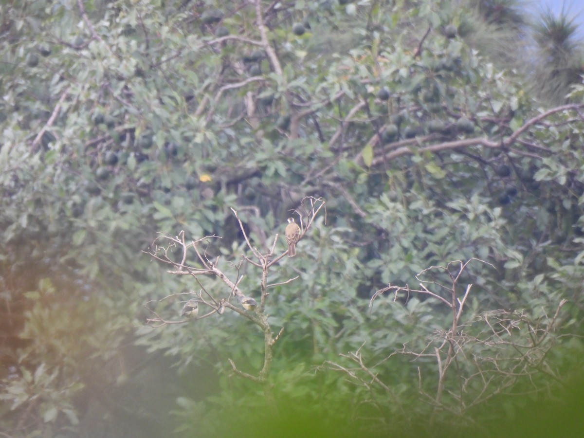 Social Flycatcher - ML642033044