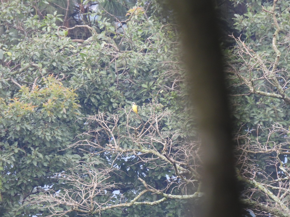 Social Flycatcher - ML642033045