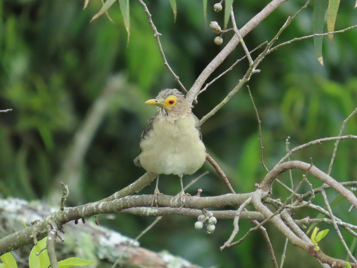 Spectacled Thrush - ML642033070