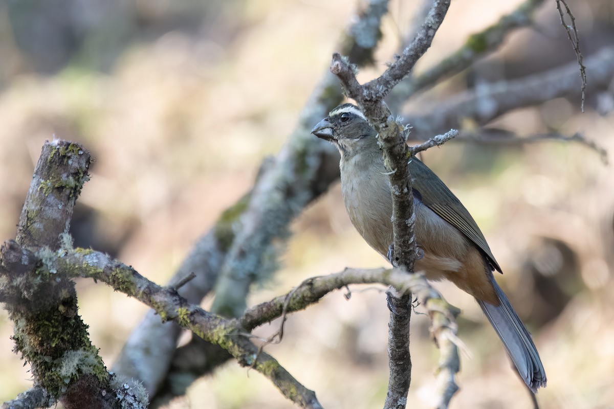 ハシブトイカル - ML642033071