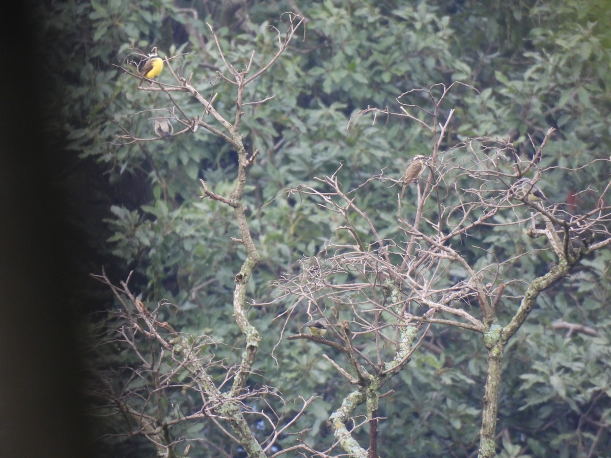 Social Flycatcher - ML642033072