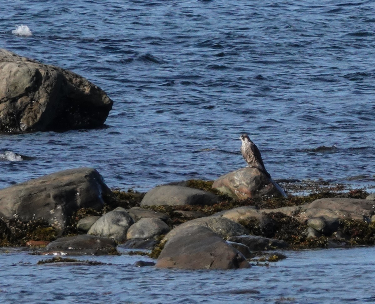 Peregrine Falcon - ML642033074