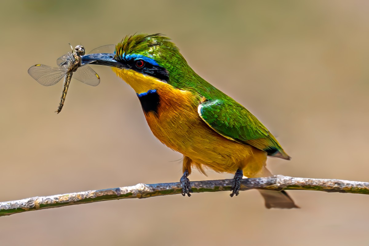 Little Bee-eater - ML642033077