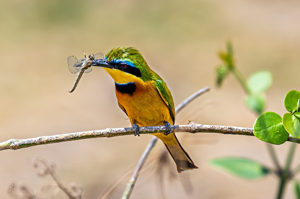 Little Bee-eater - ML642033078