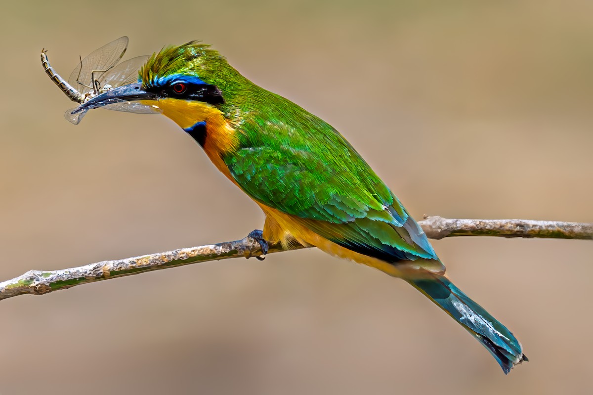 Little Bee-eater - ML642033079
